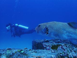 라차야이 (1회다이빙)